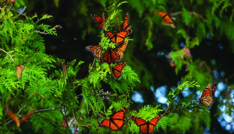 Monarchs gather in Stonington before journey south